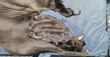 Cane Corso dogs - Advert 4