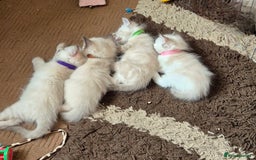 Turkish Angora cats for sale: Turkish angora  - Image 5