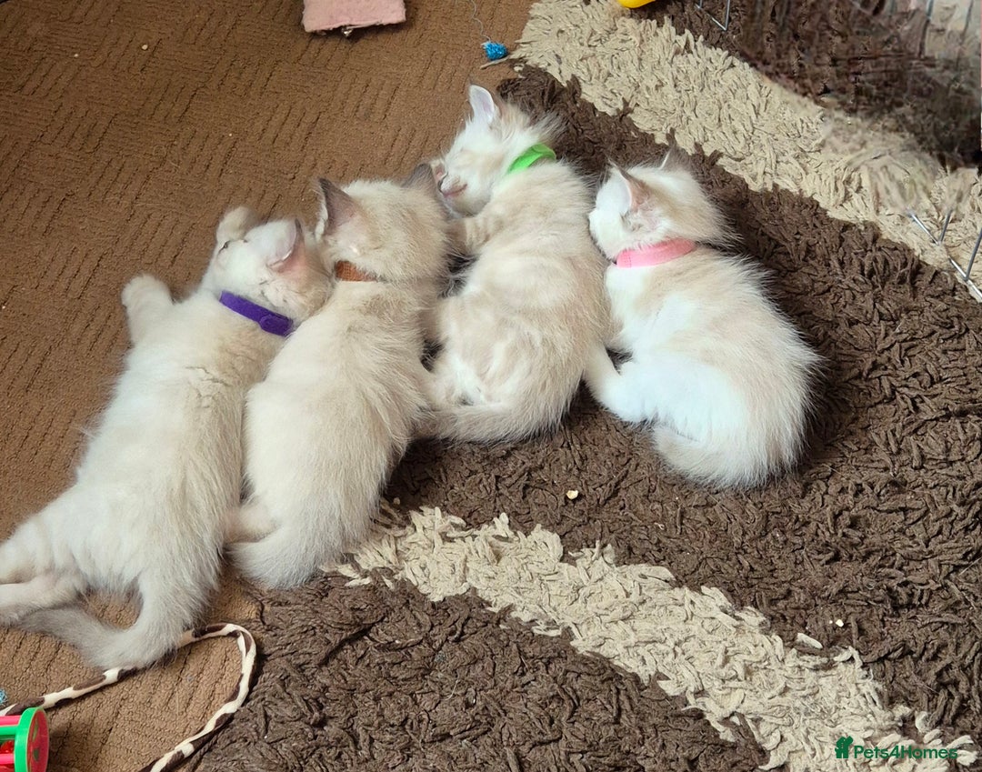 Turkish Angora cats for sale: Turkish angora  - Image 5