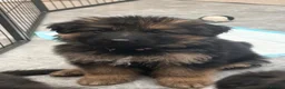 German Shepherd dogs for sale: German shepherd pups  - Advert 5