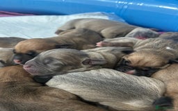 Mixed Breed dogs for sale: French bulldog mix - Image 4