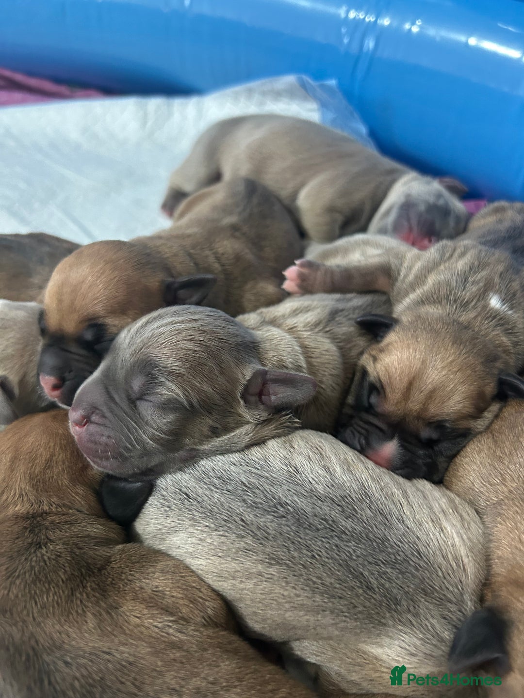 Mixed Breed dogs for sale: French bulldog mix - Image 4