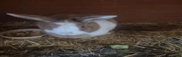 Mixed Breed rabbits for sale: One male bunny and one female - Advert 1