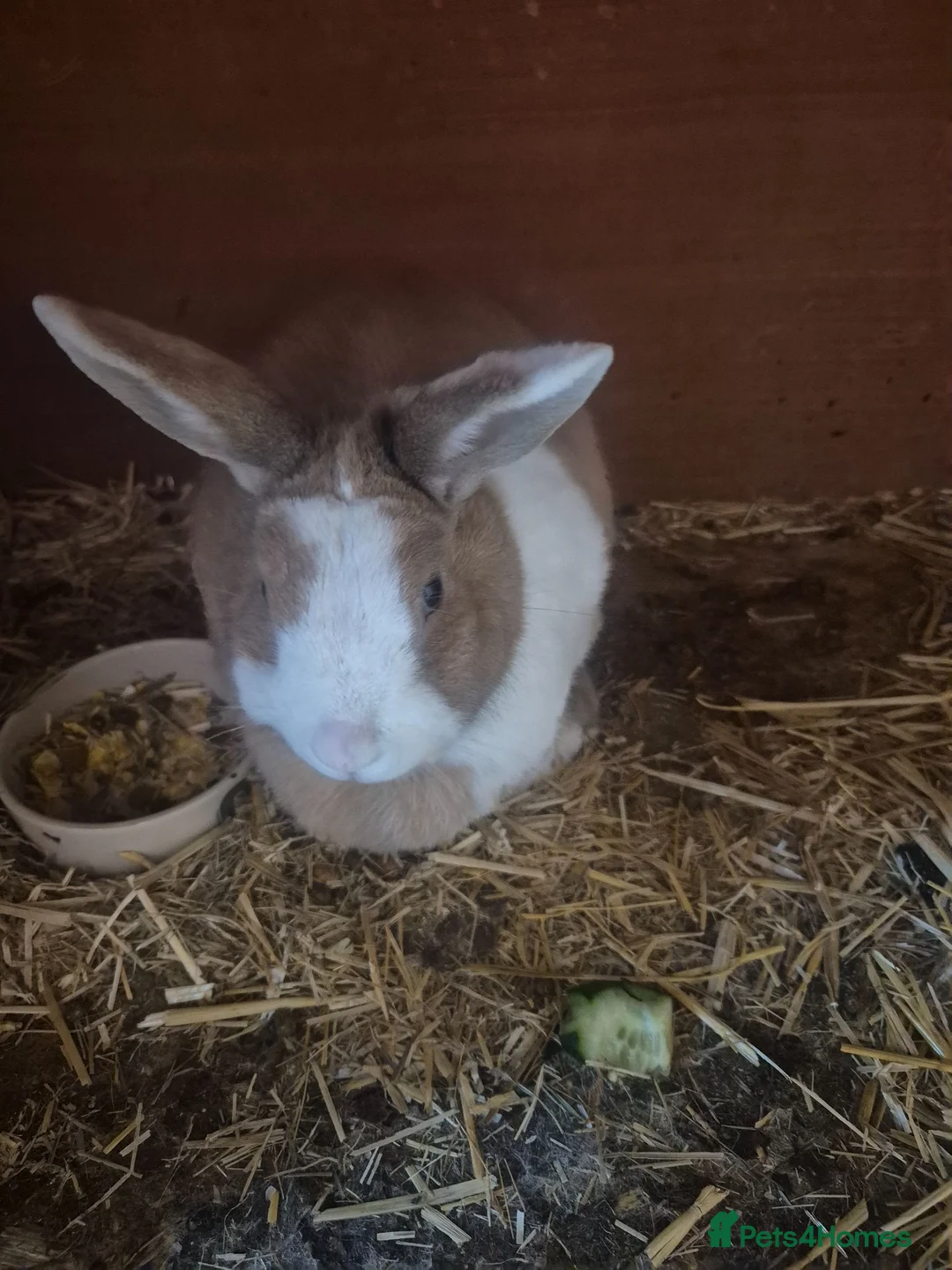 Mixed Breed rabbits for sale: One male bunny and one female - Advert 1