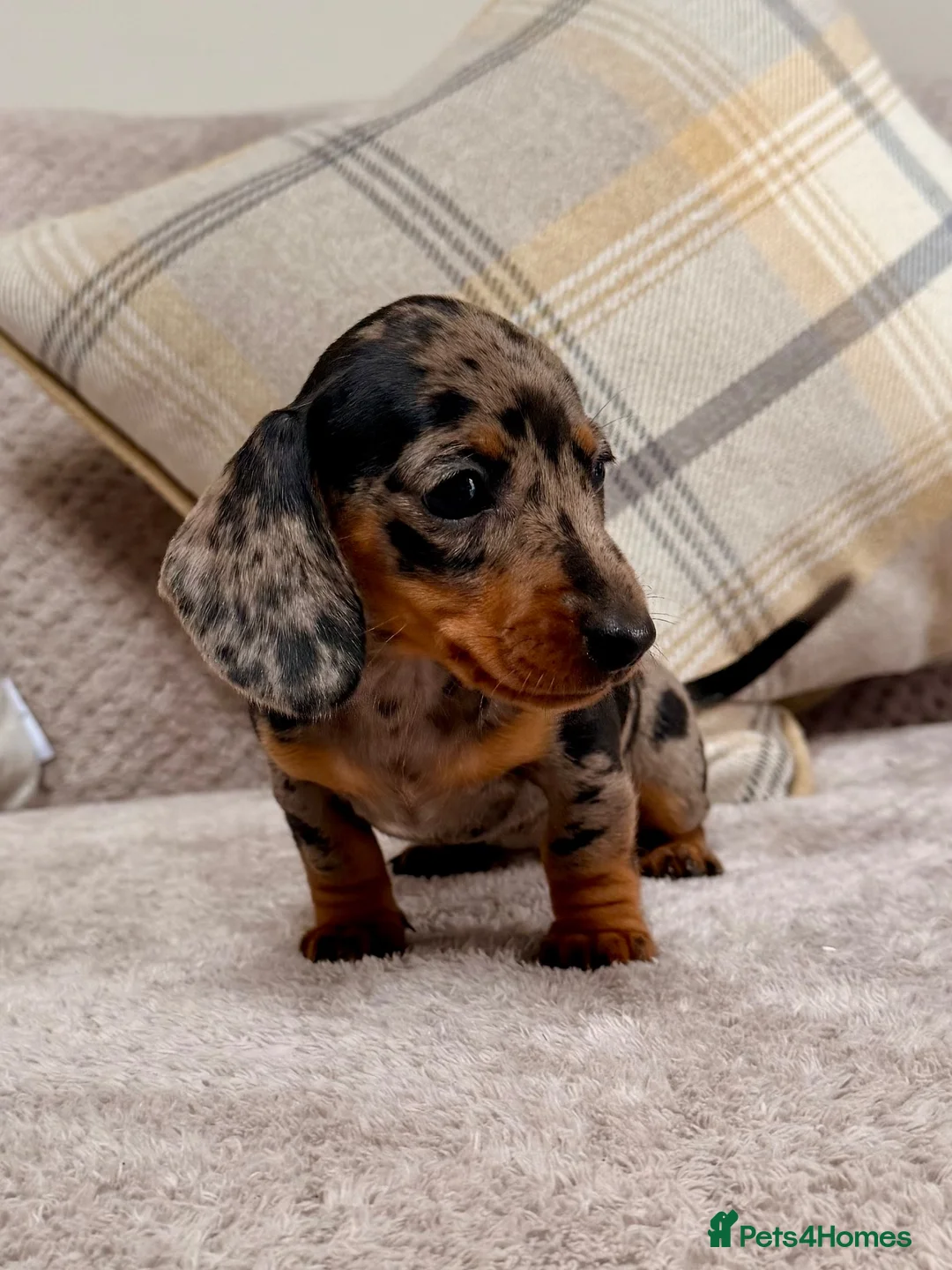 Miniature Dachshund dogs for sale: True to type miniature smooth dachshund puppies - Advert 1