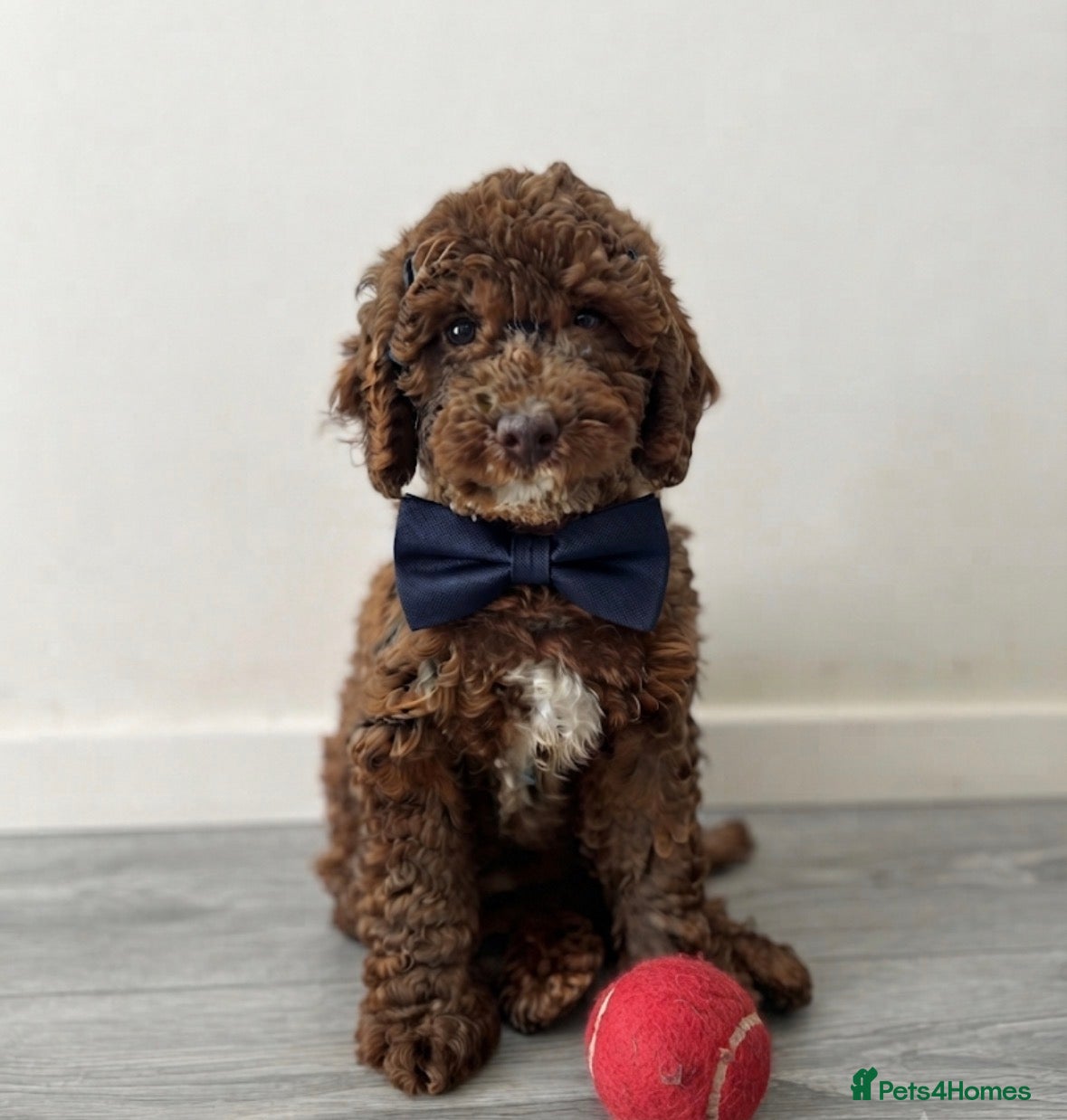 Mini Goldendoodle dogs Beautiful Mini Double Doodles READY TO LEAVE - Advert 1