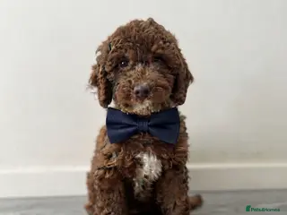 Mini Goldendoodle dogs Beautiful Mini Double Doodles READY TO LEAVE - Advert 1