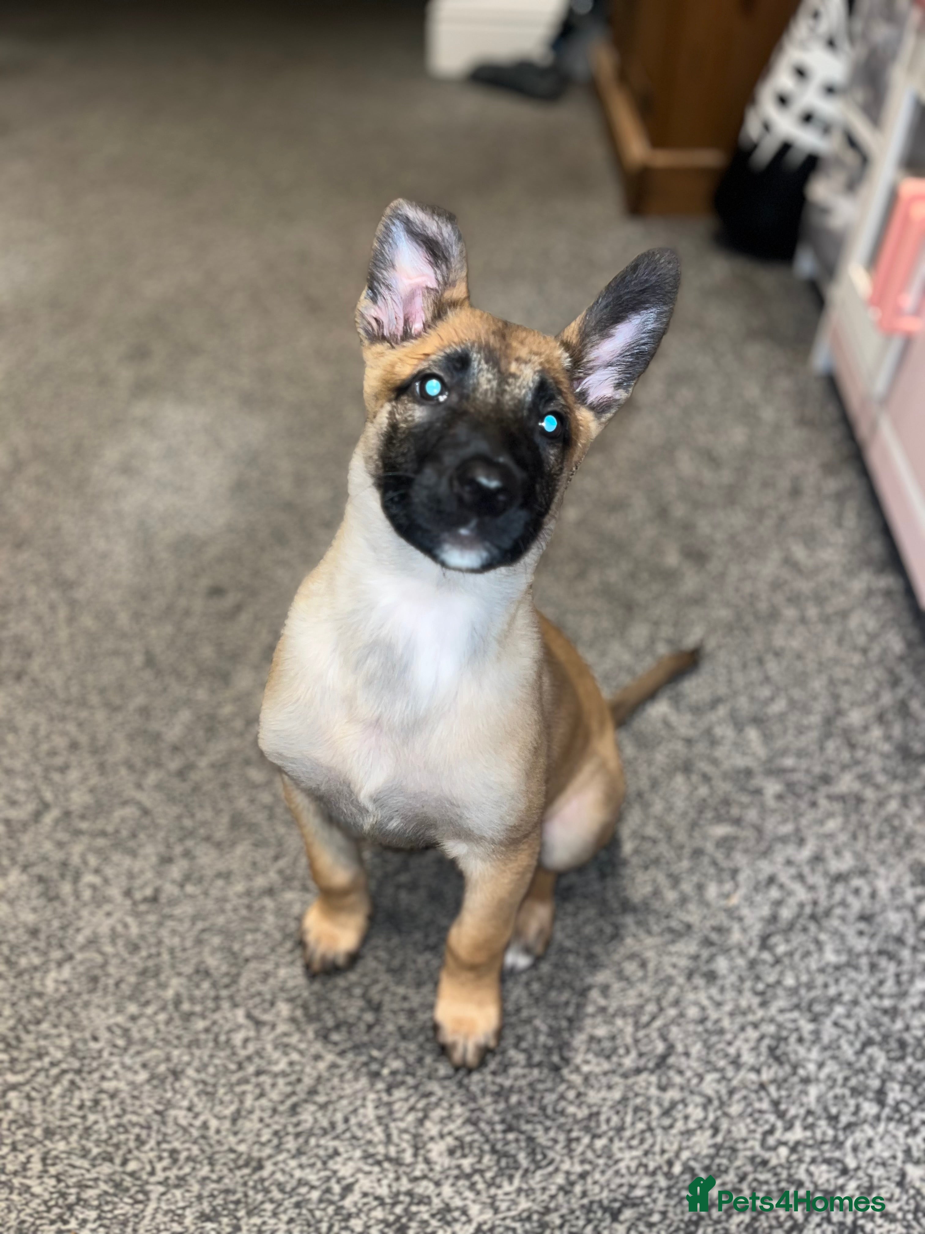 Belgian Shepherd Dog dogs LOLA - 15wk Belgian Malinois - Advert 1