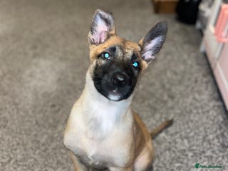 Belgian Shepherd Dog dogs LOLA - 15wk Belgian Malinois - Advert 6