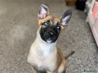 Belgian Shepherd Dog dogs LOLA - 15wk Belgian Malinois - Advert 13