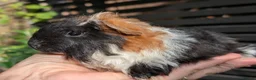 Guinea Pig rodents for sale: Beautiful guinea pig pups - Advert 8