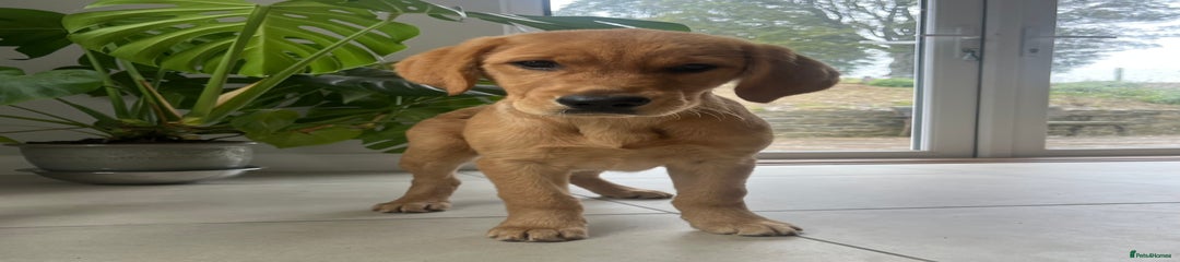 Goldador Puppy 3
