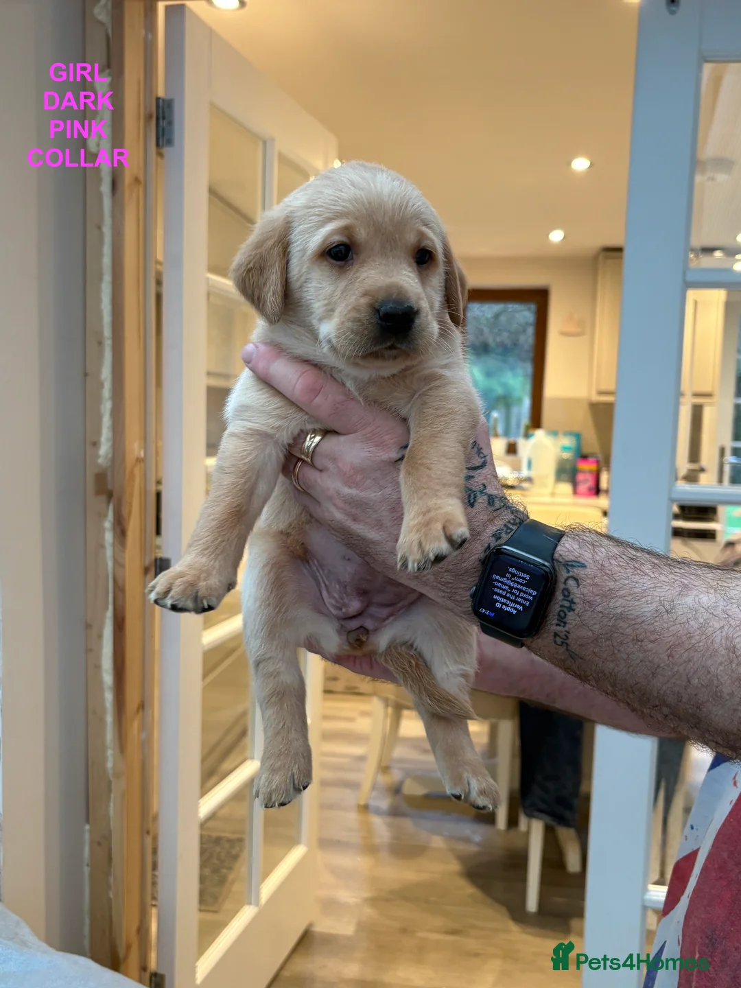 Labrador Retriever dogs for sale: Beautiful Labrador Puppies for Sale - Advert 7