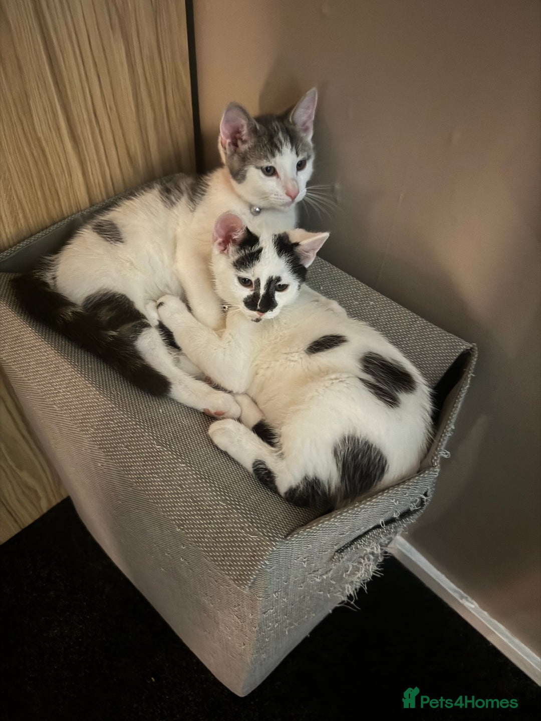 Mixed Breed cats for sale: 2 male kittens  - Image 7