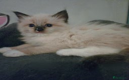 Ragdoll cats for sale: Beautiful purebred mitted ragdoll kittens - Image 4