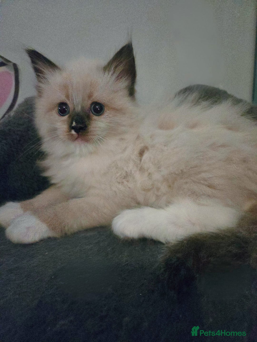 Ragdoll cats for sale: Beautiful purebred mitted ragdoll kittens - Image 4