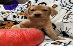 Labrador Retriever dogs for sale: Labrador pups - Image 26