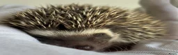 Pygmy Hedgehog rodents for sale: African Pygmy Hedgehog  in Eastleigh - Advert 19