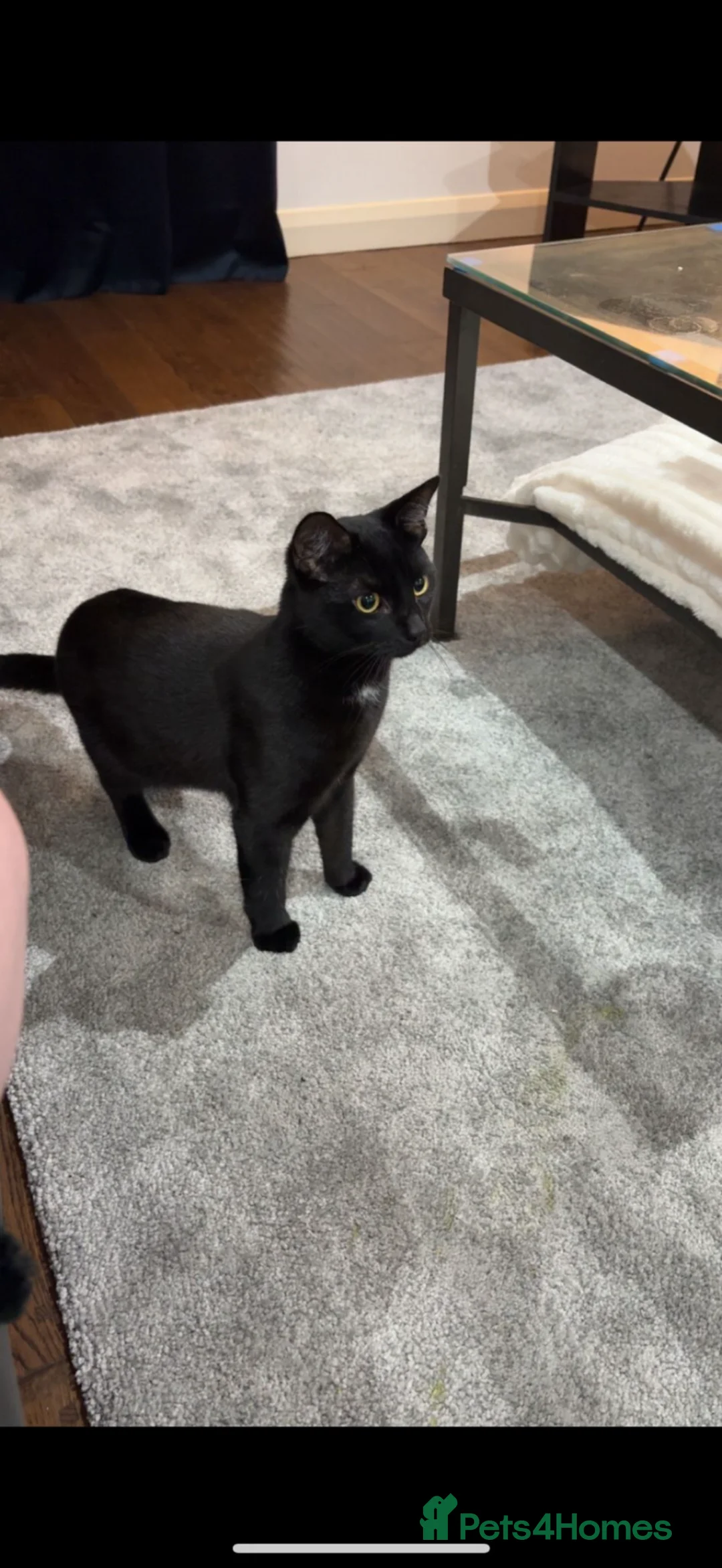 Mixed Breed cats for sale: Rehome of Female Tabby and Male Black Cat.  in Huddersfield - Advert 7