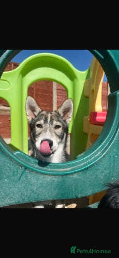 Gallery Image {{count}}