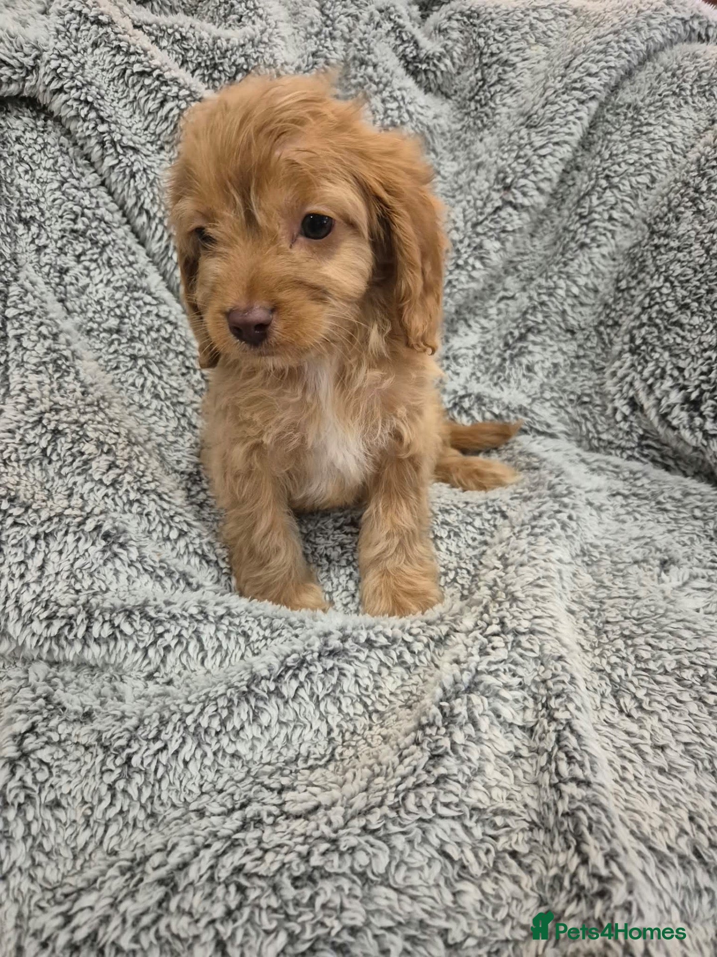 Cavapoo dogs Last F1 Cavapoo boy.  Ready now - Advert 2