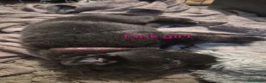 Pink girl 