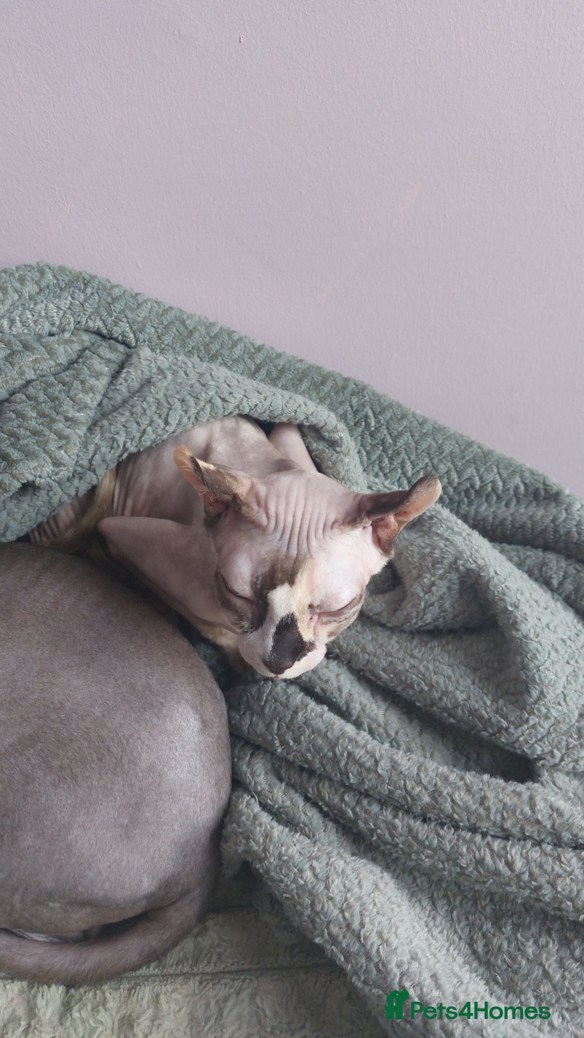 Sphynx cats Sphynx family  - Advert 2