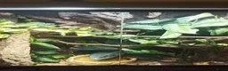 Frog reptiles for sale: 'Tweedle Dee' Whites Tree Frog Bioactive 60x45x90 in Margate - Advert 5