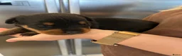Rottweiler dogs for sale: Chunky Rottweiler puppies  in Sheffield - Advert 4