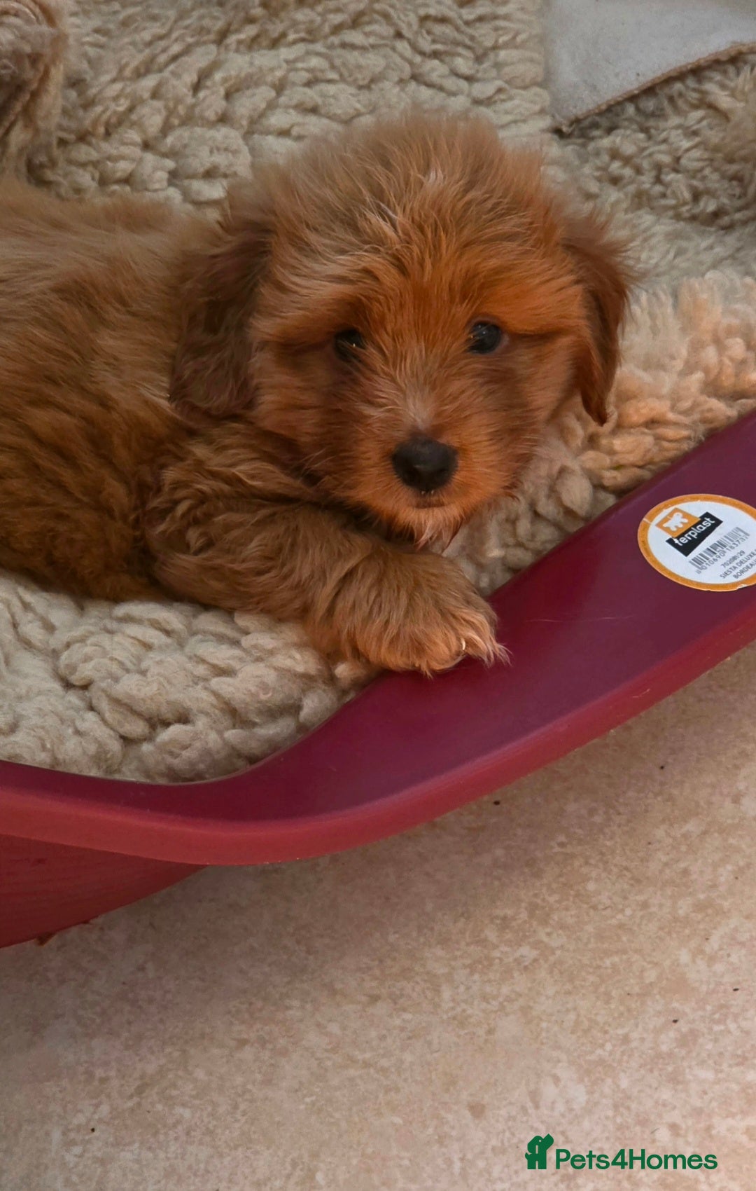 Mixed Breed dogs Maltipoo puppies  - Advert 2