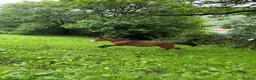 Welsh Section A horses for sale: Section A stallion  in Ebbw Vale - Advert 2