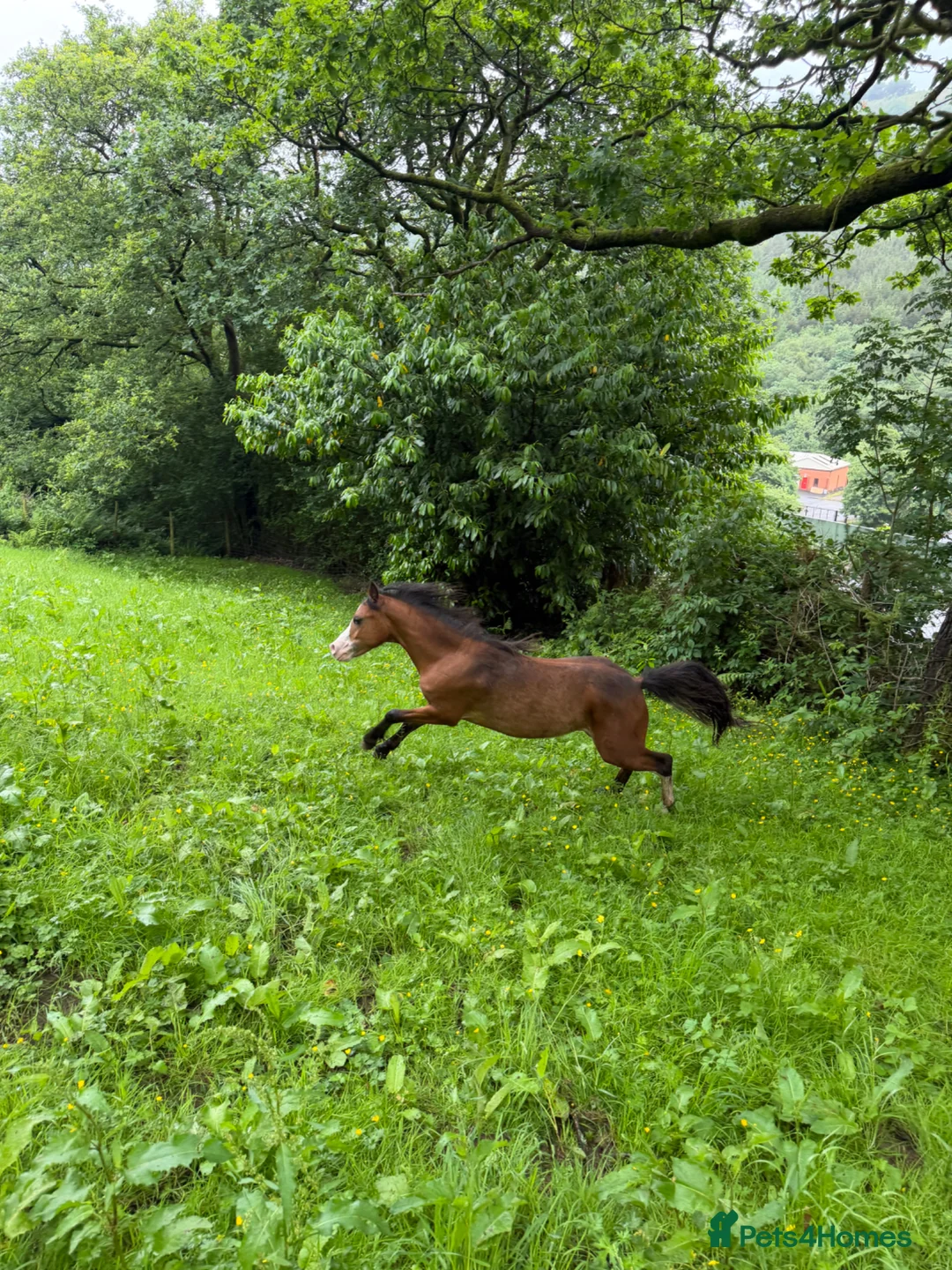 Welsh Section A horses for sale: Section A stallion  in Ebbw Vale - Advert 2