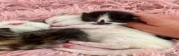 Turkish Angora cats for sale: Four Adorable Kittens!  - Advert 6