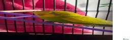 Lovebirds birds for sale: 2 budgies  in Waltham Cross - Advert 6