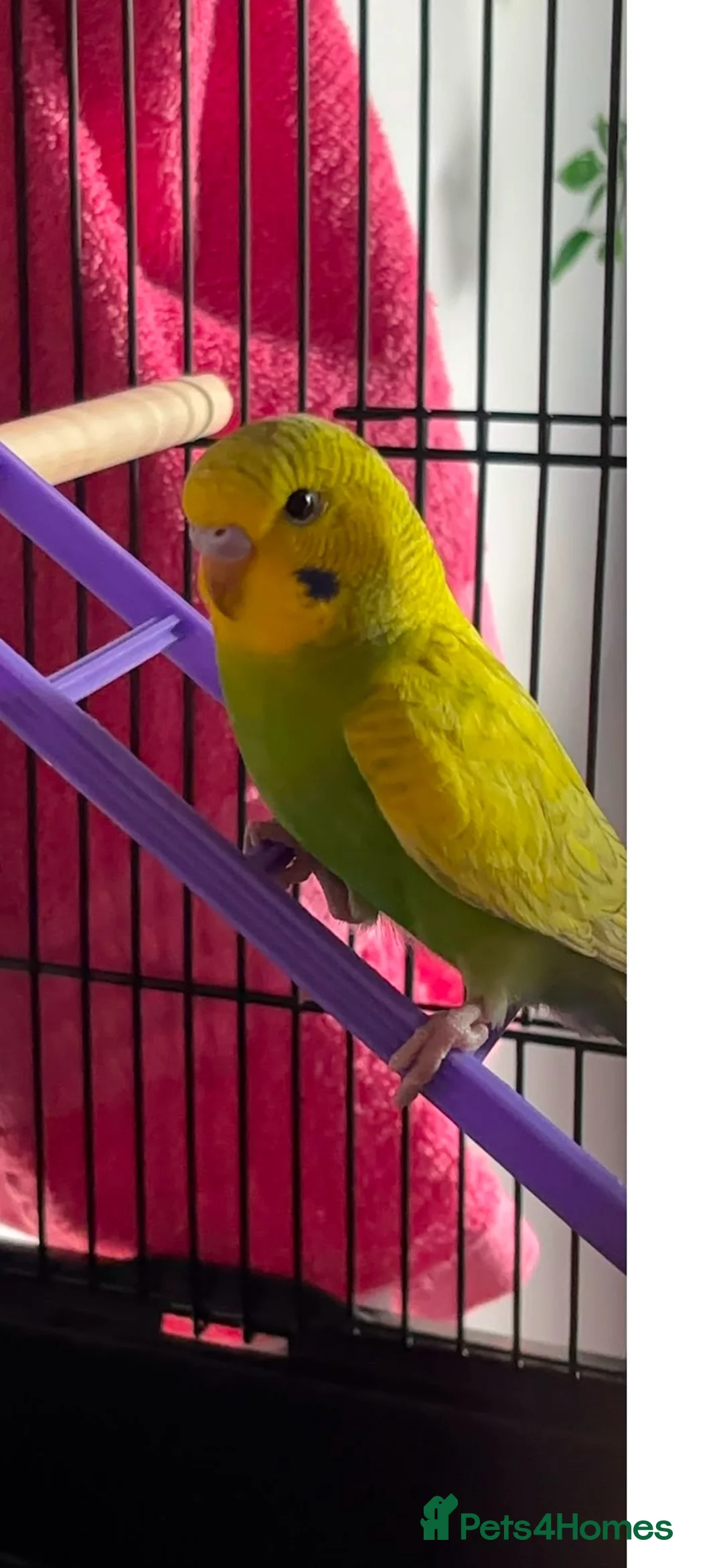 Lovebirds birds for sale: 2 budgies  in Waltham Cross - Advert 6