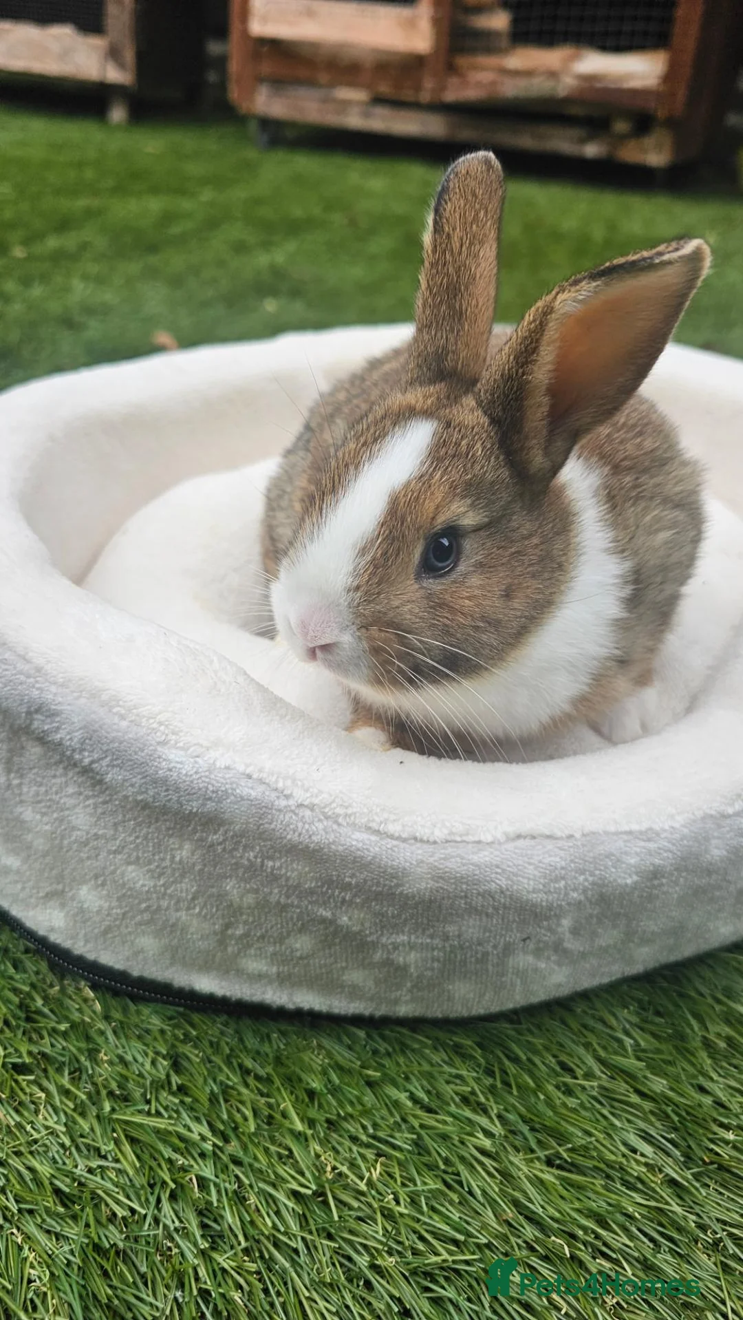 Netherland Dwarf rabbits for sale: 🐰 Beautiful Baby Bunny Looking for Loving Homes  - Advert 15
