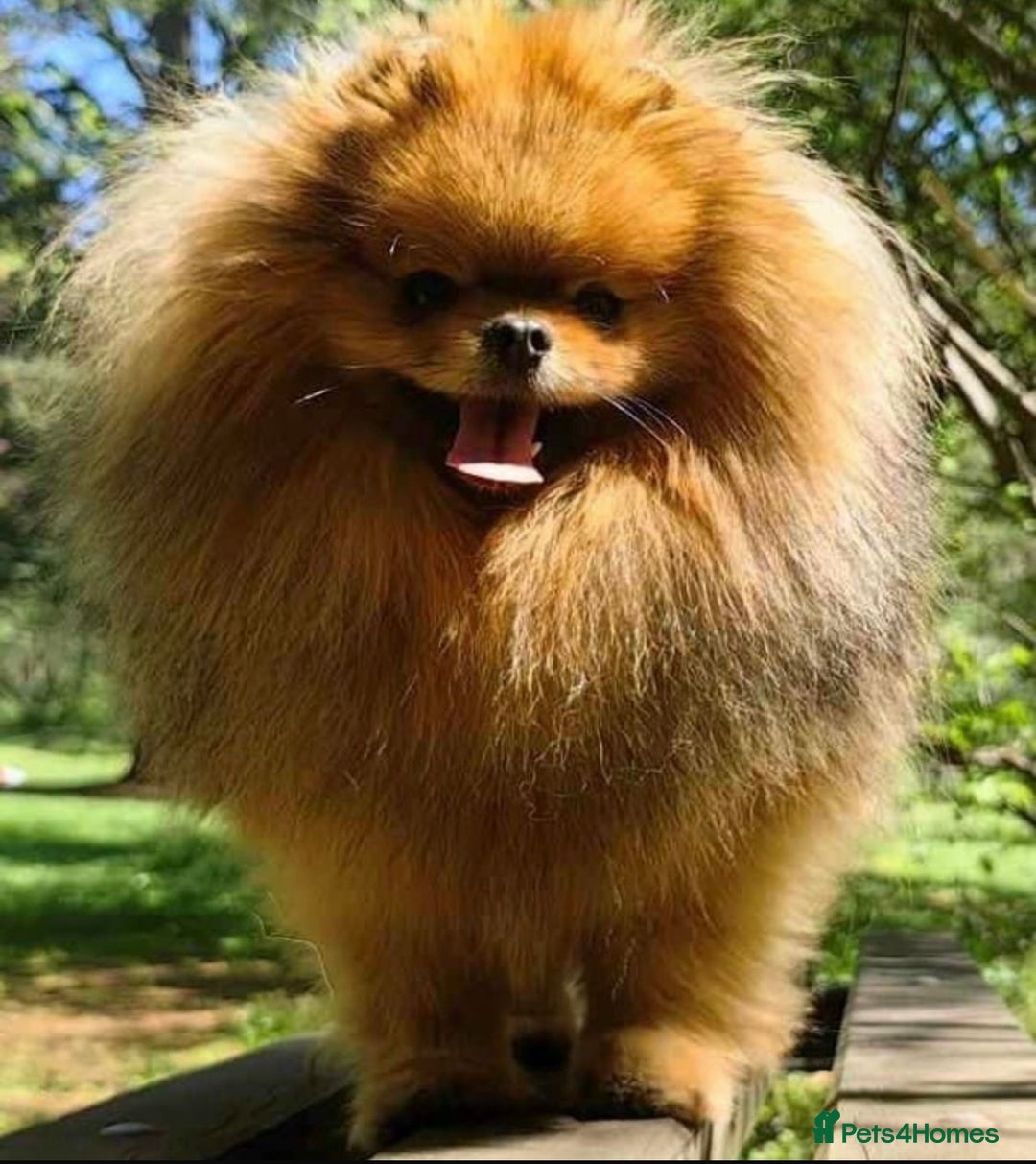 Pomeranian dogs for sale: Beautiful Pomeranian puppies - Advert 14