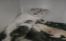 Persian cats for sale: Persian x fluffy kittens  - Image 17