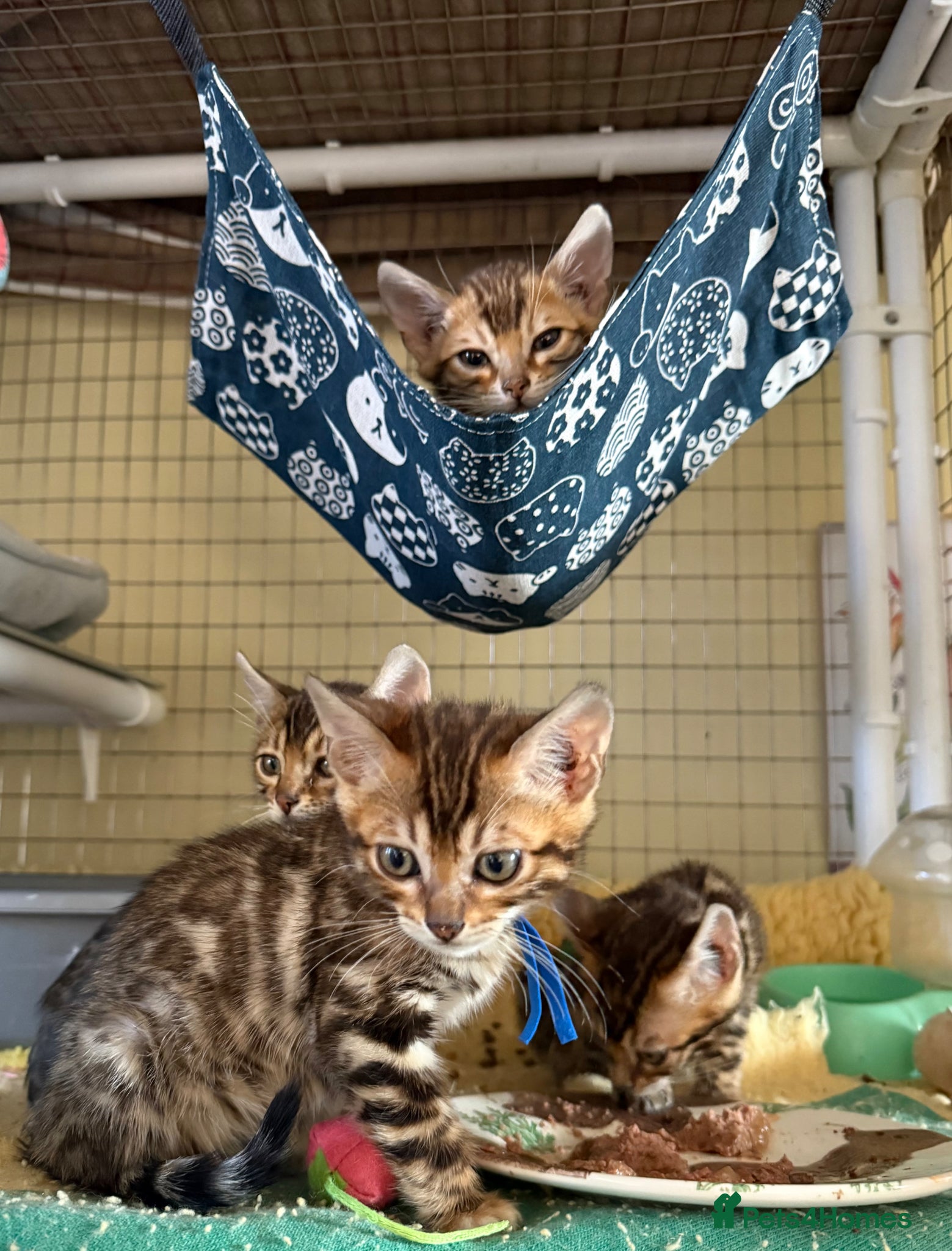 Bengal cats Pedigree Bengals Kittens 🐆 TICA registered 💙🩷 - Advert 7