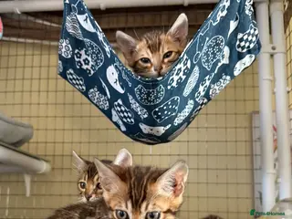 Bengal cats Pedigree Bengals Kittens 🐆 TICA registered 💙🩷 - Advert 7