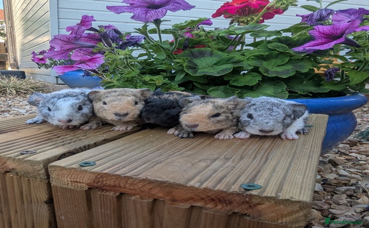 Guinea Pig rodents - Advert 1