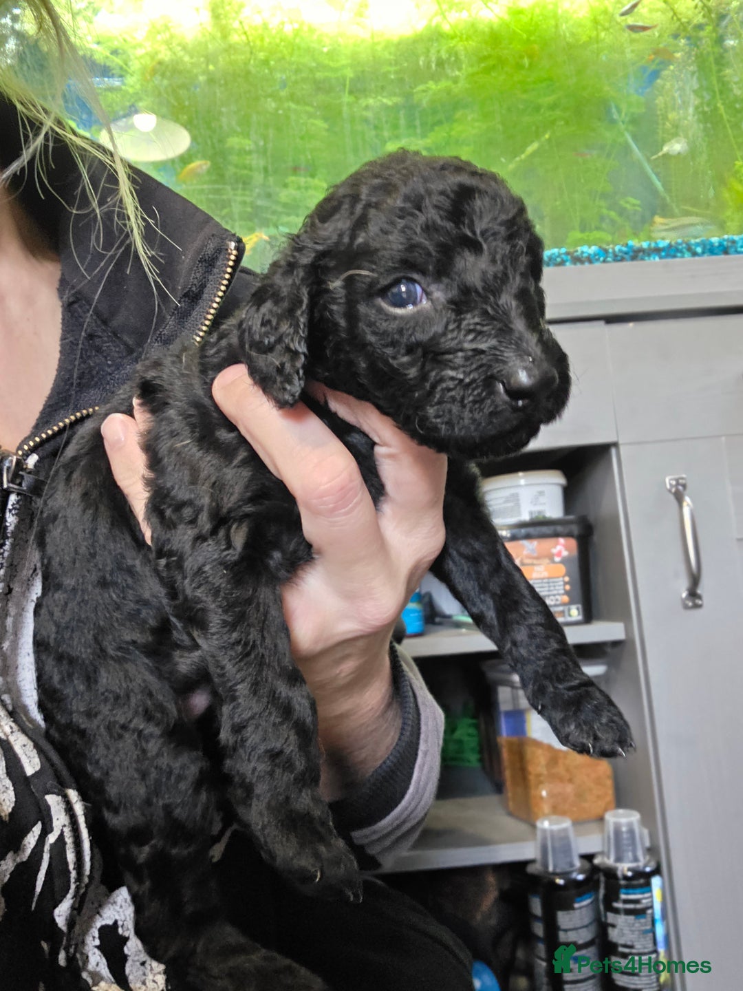 Labradoodle dogs for sale: Adorable litter of doodles - Advert 2