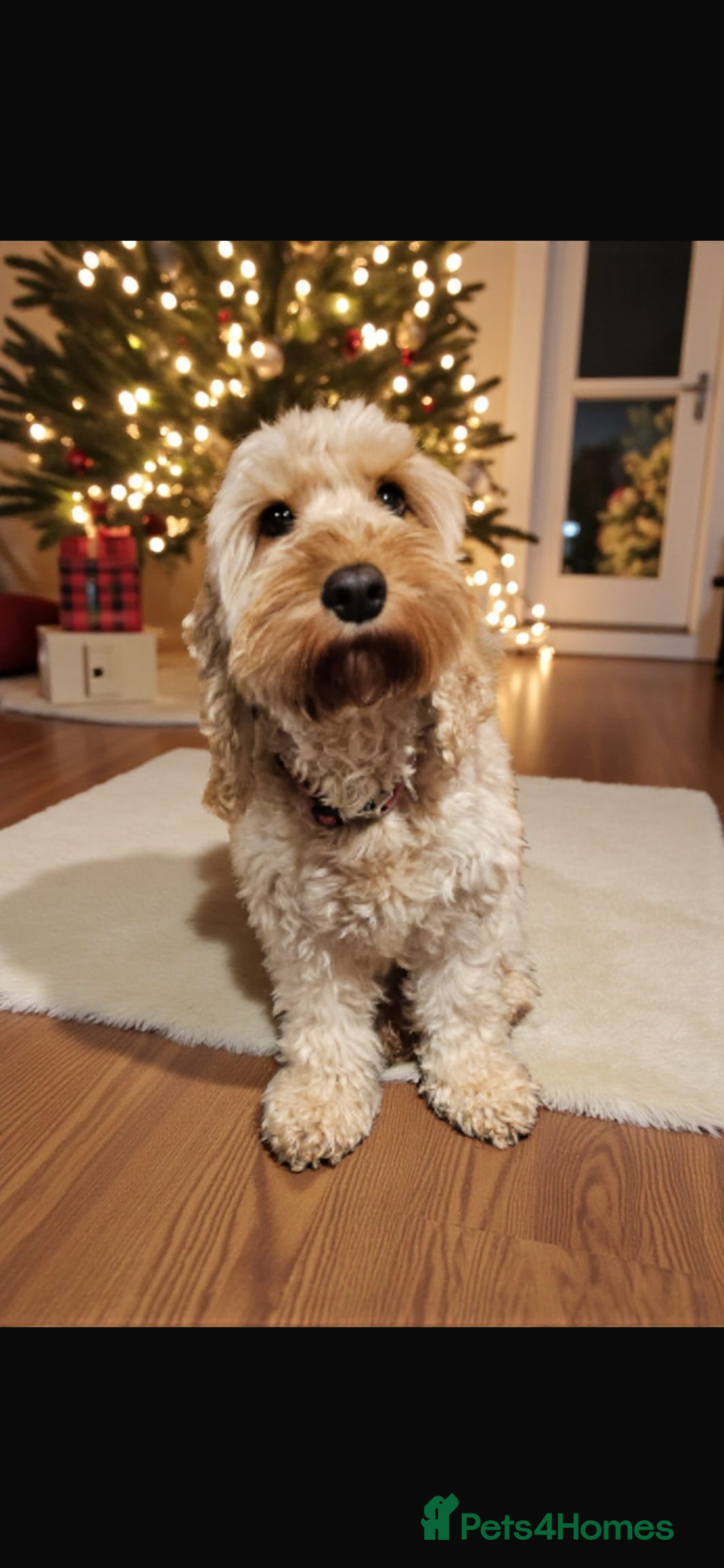 Australian Labradoodle dogs for sale: Beautiful Labradoodle puppies  - Advert 8