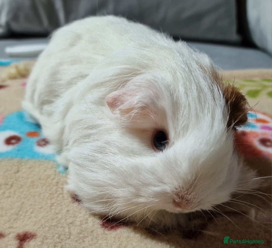 Guinea Pig rodents for sale: Two Stunning Sheltie Sows - Image 2