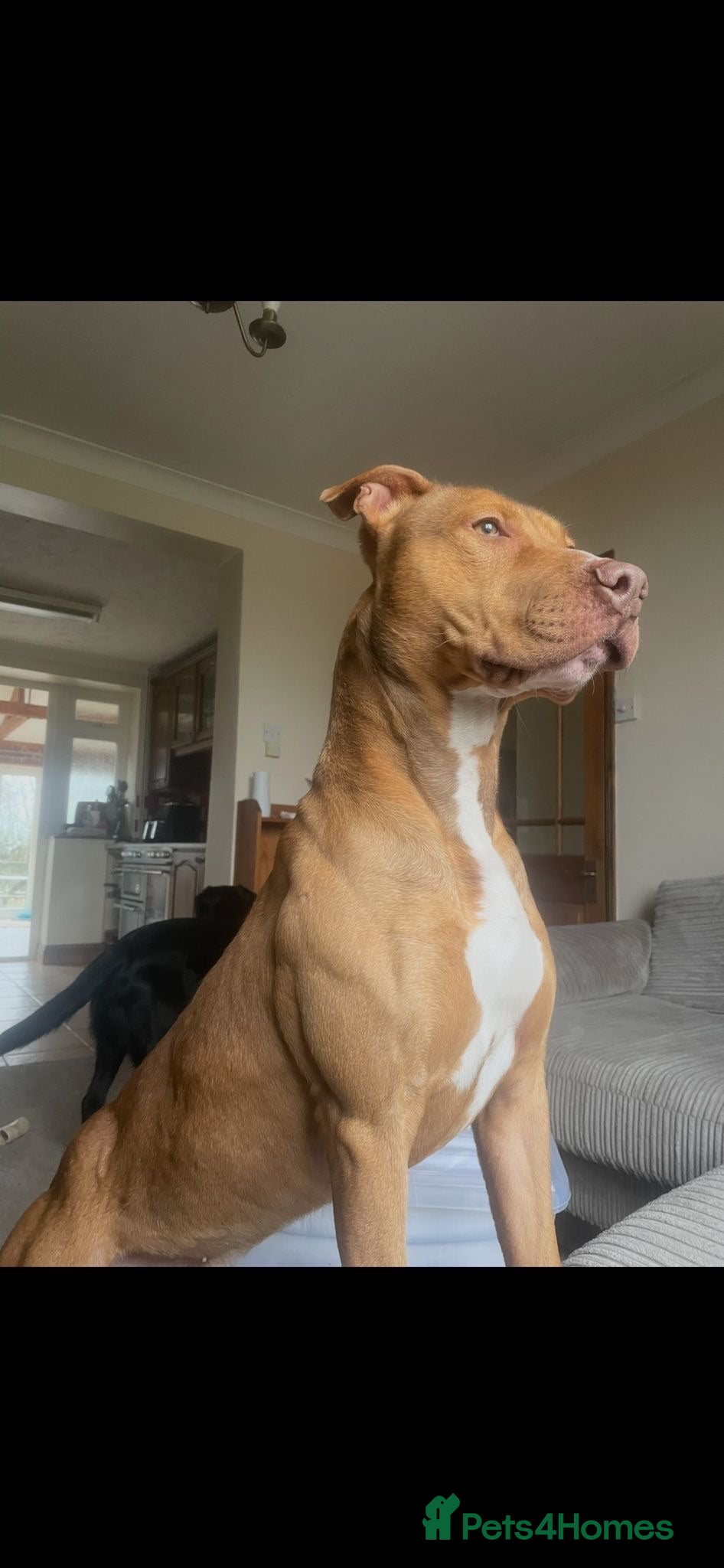 Mixed Breed dogs Am Staff x English Bull Terrier Male. 2yrs old - Advert 2