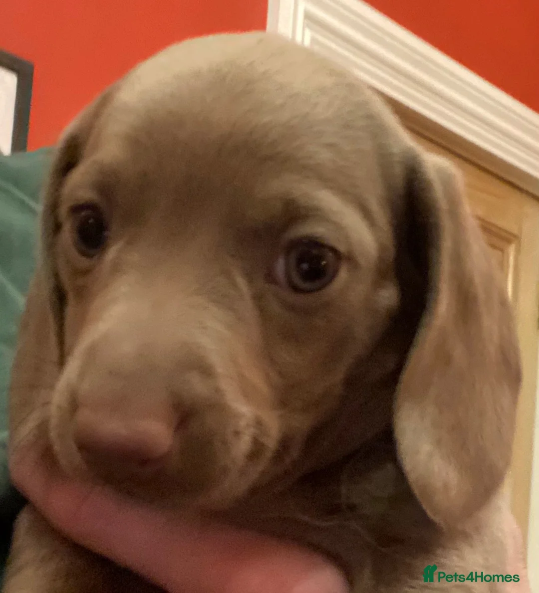 Miniature Dachshund dogs for sale: Isabella/Tan KC Registered Miniature Dachshunds,  - Advert 36