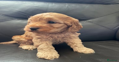Cockapoo dogs - Advert 15