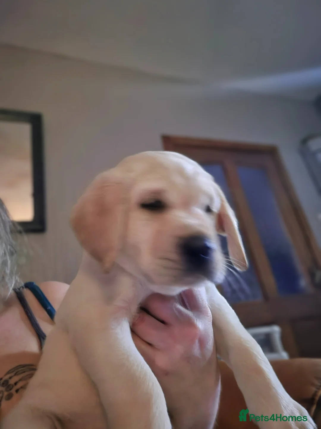 Labrador Retriever dogs for sale: All spoke for just now may have 2 girls coming up  - Advert 1