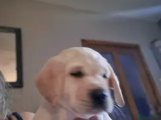 Labrador Retriever dogs Stunning labrador pup ready on 10th april - Advert 9