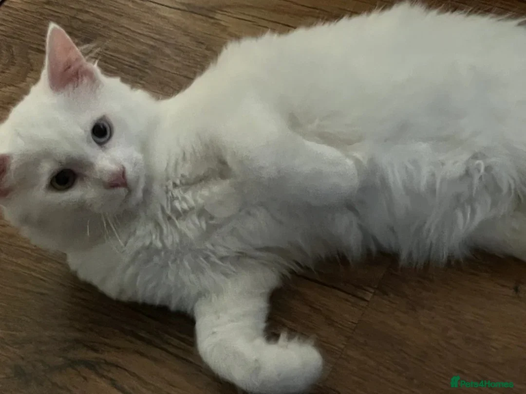 British Longhair cats for sale: Teenage male cat looking for a new home - Advert 4